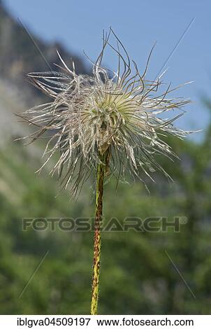 Infructescence, Alpine pasque flower (Pulsatilla alpina), Canton of Valais, Switzerland, Europe View Large Photo Image Stock Photo - Infructescence, Alpine pasque flower (Pulsatilla alpina), Canton of Valais, Switzerland, Europe. Fotosearch