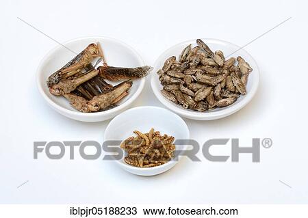 Insect food, various dried insects in shells, grasshoppers, crickets, mealworms(Locusta migratoria), Acheta domesticus, Tenebrio molitor View Large Photo Image Stock Image - Insect food, various dried insects in shells, grasshoppers, crickets, mealworms(Locusta migratoria), Acheta domesticus, Tenebrio molitor. Fotosearch
