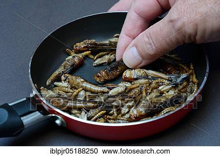 Insect food, various fried insects in a pan, locusts, crickets, mealworms(Locusta migratoria), Acheta domesticus, Tenebrio molitor View Large Photo Image Stock Image - Insect food, various fried insects in a pan, locusts, crickets, mealworms(Locusta migratoria), Acheta domesticus, Tenebrio molitor. Fotosearch