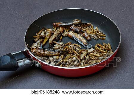 Stock Photo - Insect food, various fried insects in a pan, locusts, crickets, mealworms(Locusta migratoria), Acheta domesticus, Tenebrio molitor. Fotosearch