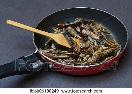 Insect food, various fried insects in a pan, locusts, crickets, mealworms(Locusta migratoria), Acheta domesticus, Tenebrio molitor View Large Photo Image Stock Photo - Insect food, various fried insects in a pan, locusts, crickets, mealworms(Locusta migratoria), Acheta domesticus, Tenebrio molitor. Fotosearch