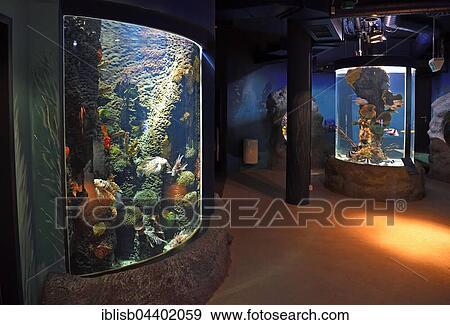 Interior of Sylt Aquarium, Westerland, Sylt, North Frisian Islands, North Frisia, Schleswig-Holstein, Germany, Europe View Large Photo Image Stock Photo - Interior of Sylt Aquarium, Westerland, Sylt, North Frisian Islands, North Frisia, Schleswig-Holstein, Germany, Europe. Fotosearch