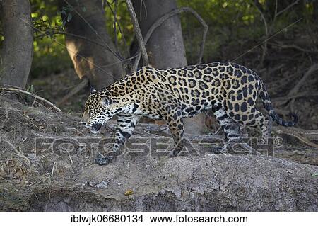 Jaguar (Panthera onca) running at the edge of the forest, Mato Grosso do Sul, Pantanal, Brazil, South America View Large Photo Image Picture - Jaguar (Panthera onca) running at the edge of the forest, Mato Grosso do Sul, Pantanal, Brazil, South America. Fotosearch