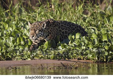 Jaguar (Panthera onca) stalking from riparian vegetation on Rio Cuiaba, Mato Grosso do Sul, Pantanal, Brazil, South America View Large Photo Image Stock Photo - Jaguar (Panthera onca) stalking from riparian vegetation on Rio Cuiaba, Mato Grosso do Sul, Pantanal, Brazil, South America. Fotosearch