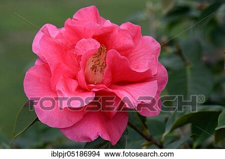 Japanese camellia (Camellia japonica) variety 'Otto Hopfer' x reticulata View Large Photo Image Picture - Japanese camellia (Camellia japonica) variety 'Otto Hopfer' x reticulata. Fotosearch