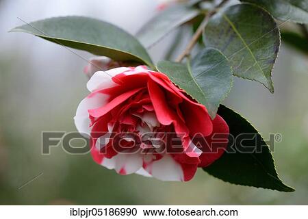Japanese camellia (Camellia japonica) The General Coletti variety. View Large Photo Image Stock Image - Japanese camellia (Camellia japonica) The General Coletti variety.. Fotosearch