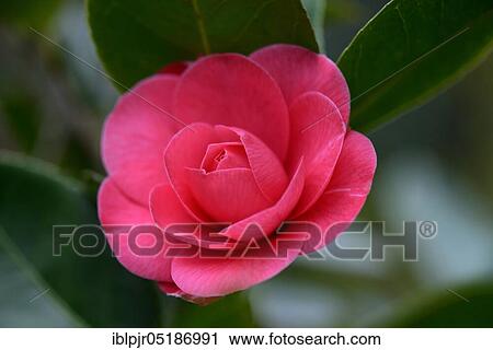 Stock Image - Japanese camellia (Camellia japonica) The Storyi variety.. Fotosearch