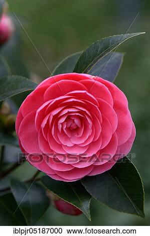 Stock Image - Japanese camellia (Camellia japonica) Jack's Variegated. Fotosearch
