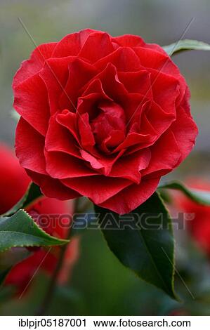 Stock Image - Japanese camellia (Camellia japonica) Variety 'Francofurtensis'.. Fotosearch