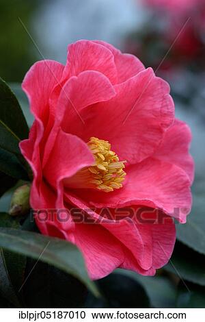 Japanese camellia (Camellia japonica) variety 'Royalty' x reticulata View Large Photo Image Stock Image - Japanese camellia (Camellia japonica) variety 'Royalty' x reticulata. Fotosearch