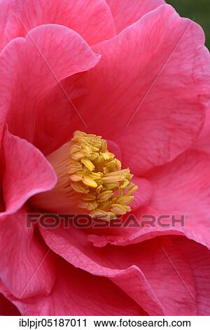 Japanese camellia (Camellia japonica) variety 'Royalty' x reticulata View Large Photo Image Stock Image - Japanese camellia (Camellia japonica) variety 'Royalty' x reticulata. Fotosearch