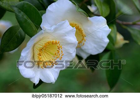 Stock Image - Japanese camellia (Camellia japonica) Shirataka variety, Higo camellia. Fotosearch