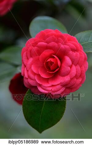 Stock Photo - Japanese camellia (Camellia japonica) Il Gioiello.. Fotosearch