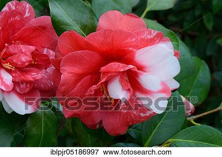 Japanese camellia (Camellia japonica) Type of Memphis Bell. View Large Photo Image Stock Photo - Japanese camellia (Camellia japonica) Type of Memphis Bell.. Fotosearch
