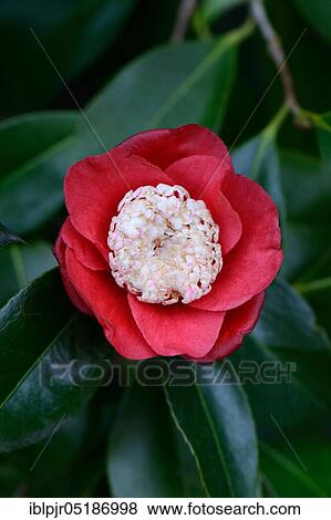Japanese camellia (Camellia japonica) The variety "Bokuhan-Tinsie View Large Photo Image Stock Photo - Japanese camellia (Camellia japonica) The variety "Bokuhan-Tinsie. Fotosearch