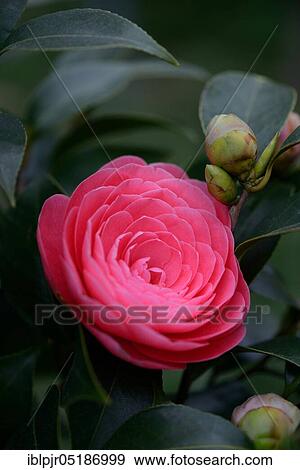 Japanese camellia (Camellia japonica) Jack's Variegated View Large Photo Image Stock Photo - Japanese camellia (Camellia japonica) Jack's Variegated. Fotosearch