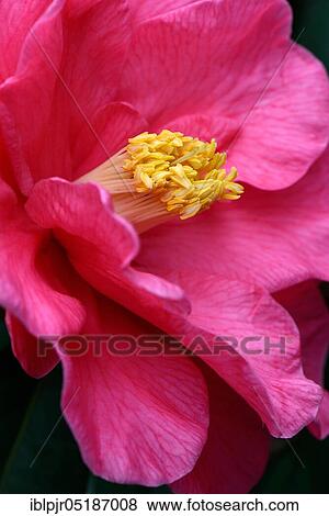 Japanese camellia (Camellia japonica) variety 'Royalty' x reticulata View Large Photo Image Stock Photo - Japanese camellia (Camellia japonica) variety 'Royalty' x reticulata. Fotosearch