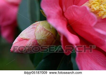 Stock Photo - Japanese camellia (Camellia japonica) variety 'Royalty' x reticulata. Fotosearch