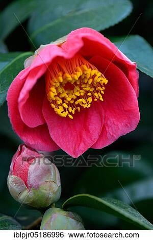 Japanese camellia (Camellia japonica) Jean Laborey variety. View Large Photo Image Stock Photograph - Japanese camellia (Camellia japonica) Jean Laborey variety.. Fotosearch