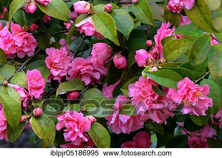 Japanese camellia (Camellia japonica) Fragant Pink x reticulata View Large Photo Image Stock Photography - Japanese camellia (Camellia japonica) Fragant Pink x reticulata. Fotosearch