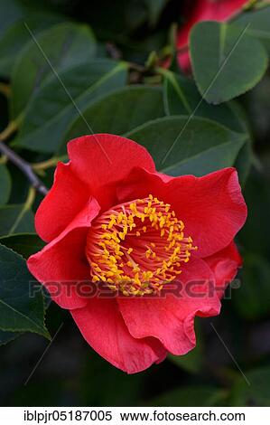 Stock Photography - Japanese camellia (Camellia japonica) Happy Higo, red variety.. Fotosearch