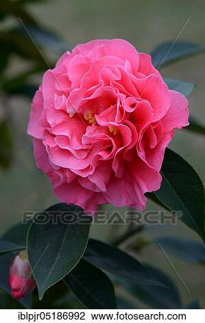 Japanese Camellia (Camellia) variety 'Arcadia' reticulata View Large Photo Image Stock Image - Japanese Camellia (Camellia) variety 'Arcadia' reticulata. Fotosearch