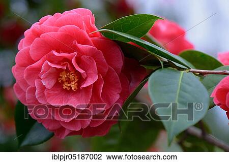 Japanese Camellia (Camellia) variety 'Miss Tulare Variegated' reticulata View Large Photo Image Stock Image - Japanese Camellia (Camellia) variety 'Miss Tulare Variegated' reticulata. Fotosearch