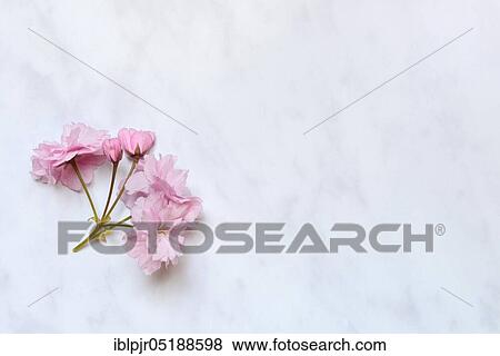 Japanese decorative cherry, Japanese cherry, Prunus serrulata View Large Photo Image Stock Photo - Japanese decorative cherry, Japanese cherry, Prunus serrulata. Fotosearch