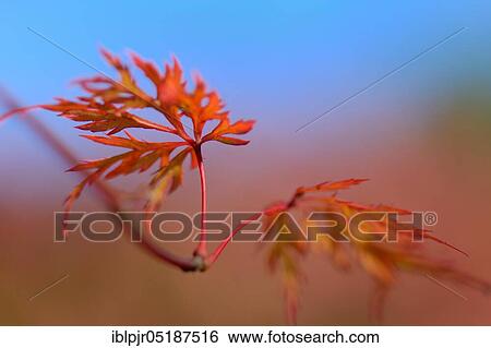 Stock Photograph - Japanese maple, Acer japonicum aconitifolium. Fotosearch