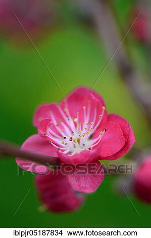 Japanese ornamental peach, Prunus persica Melred View Large Photo Image Picture - Japanese ornamental peach, Prunus persica Melred. Fotosearch
