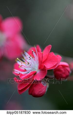 Stock Image - Japanese ornamental peach, Prunus persica Melred. Fotosearch