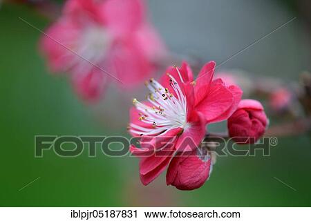 Japanese ornamental peach, Prunus persica Melred View Large Photo Image Stock Image - Japanese ornamental peach, Prunus persica Melred. Fotosearch