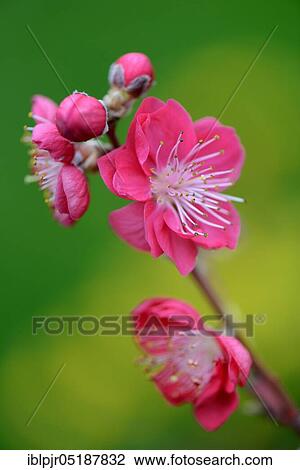 Stock Image - Japanese ornamental peach, Prunus persica Melred. Fotosearch