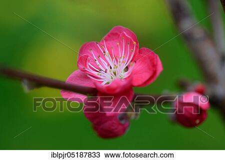 Stock Image - Japanese ornamental peach, Prunus persica Melred. Fotosearch
