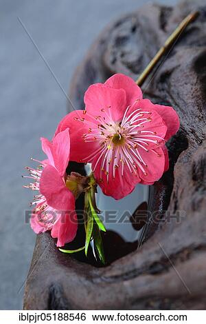 Japanese ornamental peach, Prunus persica Melred, with stone View Large Photo Image Stock Photograph - Japanese ornamental peach, Prunus persica Melred, with stone. Fotosearch