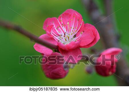 Japanese ornamental peach, Prunus persica Melred View Large Photo Image Stock Photography - Japanese ornamental peach, Prunus persica Melred. Fotosearch