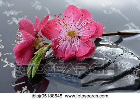 Japanese ornamental peach, Prunus persica Melred, with stone and characters View Large Photo Image Stock Photography - Japanese ornamental peach, Prunus persica Melred, with stone and characters. Fotosearch