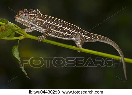 Jeweled Chameleon (Furcifer campani) near Ambositra, Southern Highlands, Madagascar, Africa View Large Photo Image Stock Image - Jeweled Chameleon (Furcifer campani) near Ambositra, Southern Highlands, Madagascar, Africa. Fotosearch