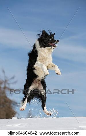 Jumping Border Collie in the snow View Large Photo Image Stock Image - Jumping Border Collie in the snow. Fotosearch
