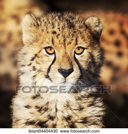 Stock Image - Juvenile cheetah (Acinonyx jubatus), Germany, Europe. Fotosearch