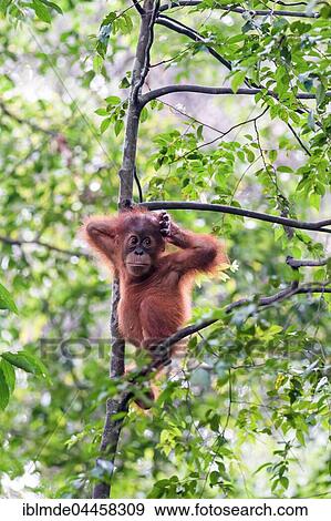 Juvenile Sumatran orangutan (Pongo abelii) in rainforest, Sumatra, Indonesia, Asia View Large Photo Image Stock Photo - Juvenile Sumatran orangutan (Pongo abelii) in rainforest, Sumatra, Indonesia, Asia. Fotosearch