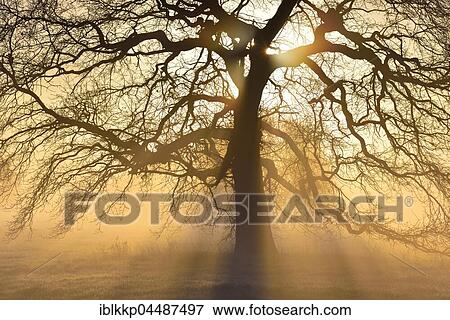 Stock Photo - Kahle solitary oak tree, English oak (Quercus robur) with sunbeams, River Elbe Floodplains at sunrise, foggy atmosphere, Middle Elbe Biosphere Reserve, Saxony-Anhalt, Germany, Europe. Fotosearch