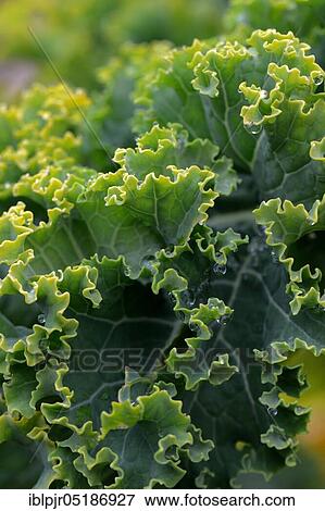 Kale, curly kale, spring cabbage, winter cabbage, variety East Frisian palm, up to 1. 8 m high ( Brassica oleracea) acephala var. sabellica View Large Photo Image Stock Photo - Kale, curly kale, spring cabbage, winter cabbage, variety East Frisian palm, up to 1. 8 m high ( Brassica oleracea) acephala var. sabellica. Fotosearch
