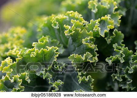 Stock Photo - Kale, curly kale, spring cabbage, winter cabbage, variety East Frisian palm, up to 1. 8 m high ( Brassica oleracea) acephala var. sabellica. Fotosearch
