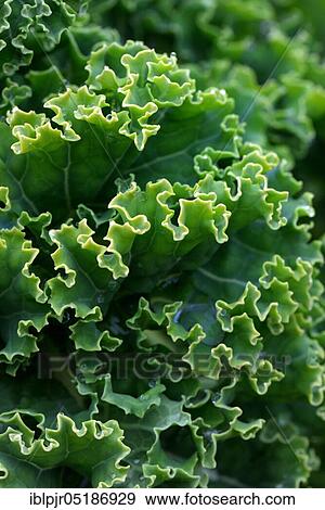Stock Photo - Kale, curly kale, spring cabbage, winter cabbage, variety East Frisian palm, up to 1. 8 m high ( Brassica oleracea) acephala var. sabellica. Fotosearch