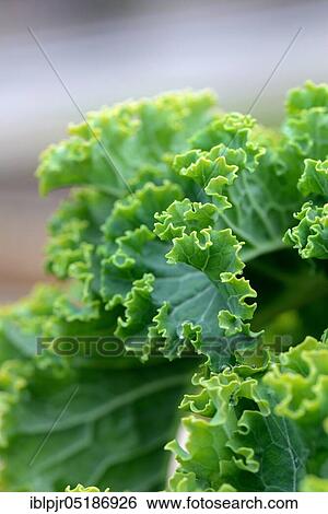 Kale, curly kale, spring cabbage, winter cabbage, variety East Frisian palm, up to 1. 8 m high ( Brassica oleracea) acephala var. sabellica View Large Photo Image Stock Photograph - Kale, curly kale, spring cabbage, winter cabbage, variety East Frisian palm, up to 1. 8 m high ( Brassica oleracea) acephala var. sabellica. Fotosearch