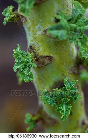 Stock Image - Kale, new shoots on stem, curly kale, spring kale, winter kale, variety East Frisian palm, up to 1. 8 m high ( Brassica oleracea) acephala var. sabellica. Fotosearch