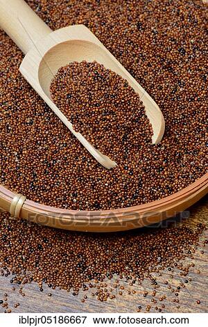 Stock Photo - Kaniwa in bowl with shovel, Baby Quinoa, Chenopodium pallidicaule. Fotosearch