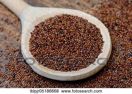 Stock Photo - Kaniwa in cooking spoon, Baby Quinoa, Chenopodium pallidicaule. Fotosearch