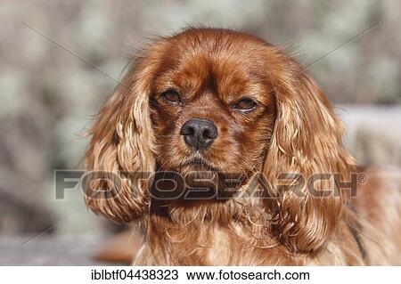 King Charles Spaniel, male, 6 years, portrait, North Rhine-Westphalia, Germany, Europe View Large Photo Image Stock Image - King Charles Spaniel, male, 6 years, portrait, North Rhine-Westphalia, Germany, Europe. Fotosearch